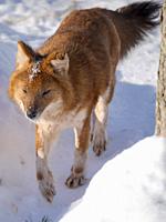 Dhole (Cuon alpinus), syn. asian wild dog, asiatic wild dog, red wolf, moutain wolf, whistling dog, during winter, enclosure. Europe, Finland, Ranua W...