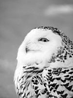 Snowy owl (Bubo scandiacus, polar owl, white owl, arctic owl) during winter, enclosure. Europe, Finland, Ranua Wildlife Park, March.