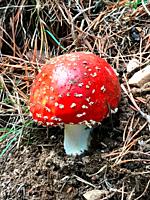 Amanita muscaria mushroom.