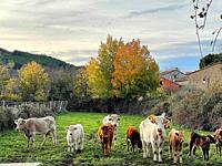 Cows and calves. Piñuecar, Madrid province, Spain.