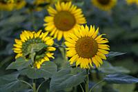 sunflower field, Vals, Midi-Pyrénées, Ariège department, French Republic, Europe.