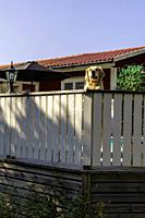 Golden retriever standing on his backlegs looking over a fence gurdaing his house, Gnesta, Sweden.