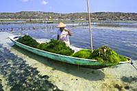 Seaweed cultivation at Nusa Lembongan on the island of Bali,Indonesia,Asia.