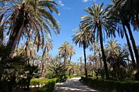 Palm trees in the park of Villa Bonanno, Palermo, Sicily, Italy