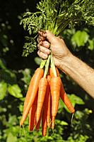 Picking carrots.
