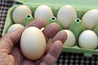 Eggs of hen.