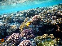 Red Sea wonderful underwater view of the coral reef and its life in its magnificent colors.