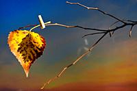 Abstract One yellow leaf hanging on tree with clothespins.