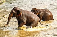 Elephant walking out of the river at the Elephant Nature Park, a sanctuary and rescue centre for elephants in Mae Taeng District, Chiang Mai Province,...