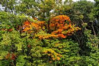 Orange Fall Leaves Autumn Furuichi kofungun Burial Mound Habikino Osaka Province Japan. Ancient Burial Mound 500 AD.