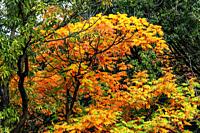 Orange Fall Leaves Autumn Furuichi kofungun Burial Mound Habikino Osaka Province Japan. Ancient Burial Mound 500 AD.