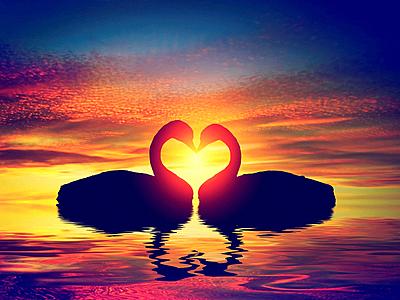 Two swans making a heart shape at sunset. Valentine#39;s day-stock-photo