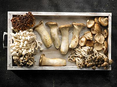 Setas de Cultivo / Growing Mushrooms-stock-photo