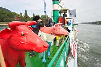 30 August 2020, Rhineland-Palatinate, Koblenz: Dairy farmers transport life-size replicas of cows by ship to a demonstration at the EU Conference of Agriculture Ministers. Photo: Thomas Frey/dpa. - Koblenz/Rhineland-Palatinate/Germany-stock-photo