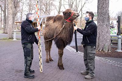 20 January 2021, Saxony, Dresden: Animal keepers measure a male Bactrian camel during the zoo's annual inventory. As every year, the zoo is concerned with a lot of figures after the turn of the year, when the entire animal population is precisely recorded and documented. Photo: Sebastian Kahnert/dpa-Zentralbild/dpa. - Dresden/Saxony/Germany-stock-photo