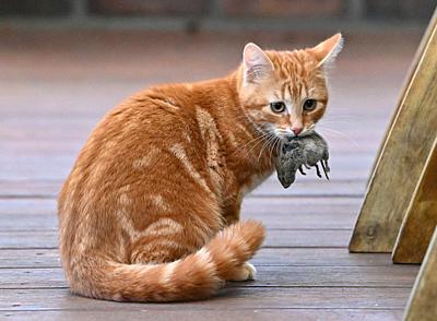 21 January 2021, Brandenburg, Sieversdorf: A young cat has caught a small mouse. Mostly the cats play with their prey for quite a while before it finally serves as food. Photo: Patrick Pleul/dpa-Zentralbild/ZB. - Sieversdorf/Brandenburg/Germany-stock-photo