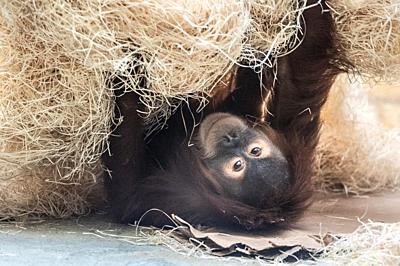 20 January 2021, Saxony, Dresden: An orangutan lies in its enclosure at the zoo. Saxon zoos and animal parks ease the lockdown for their residents with occupational therapy. Photo: Sebastian Kahnert/dpa-Zentralbild/dpa. - Dresden/Saxony/Germany-stock-photo