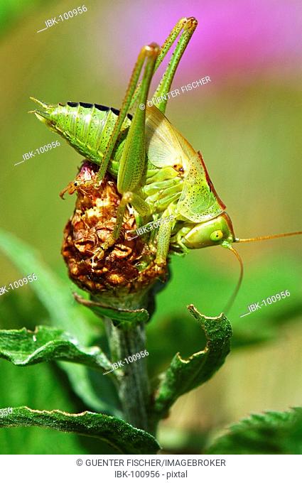 Great Green Bush-cricket Tettigonia viridissima