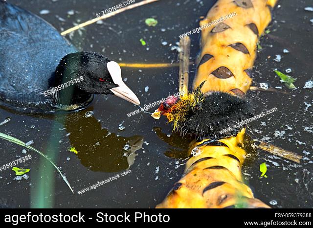 Blässhuhn (Fulica atra) füttert Küken, Familie der Rallen (Rallidae), Kinderdijk, Niederlande / Eurasion coot (Fulica atra) feeding a chick