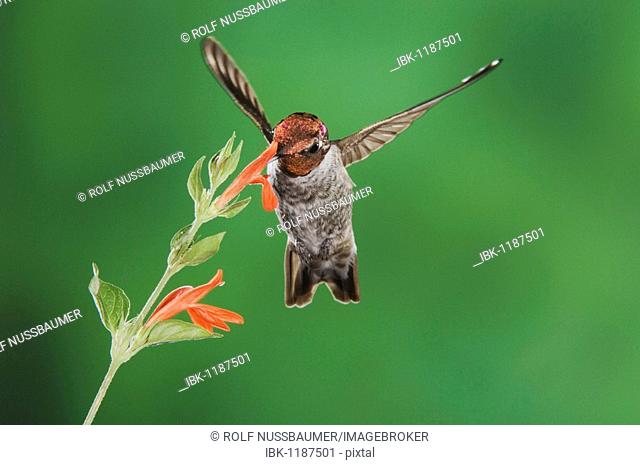 Anna's Hummingbird (Calypte anna), male in flight feeding on flower, Tucson, Sonoran Desert, Arizona, USA