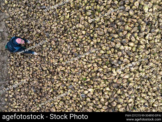 PRODUCTION - 13 December 2023, Baden-Württemberg, Hemmingen: A farmer stands next to a pile of sugar beet (aerial view with a drone)