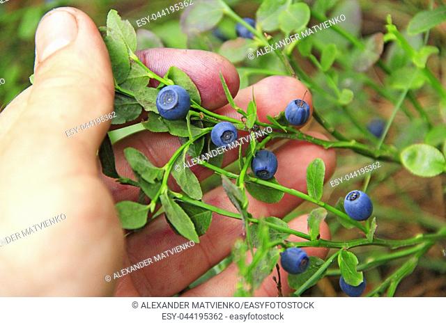 Human hand gathering wild berries. Harvesting whortleberries. Ripe dark berries of bilberry in forest. Picking bilberries. Crop of forest berry