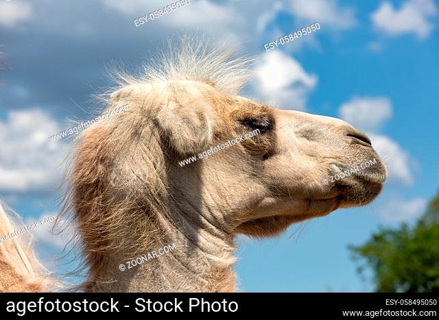 Camel head against blue sky in Budapest zoo, Hungary