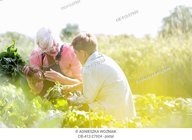Grandmother and grandson harvesting vegetables in sunny garden