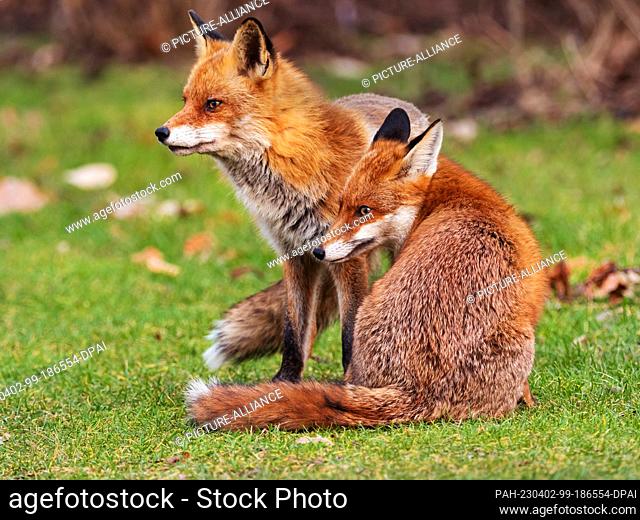 01 March 2023, Berlin: 01.03.2023, Berlin. A male fox (Vulpes vulpes) and a female (r) sit and stand close to each other on a meadow in the Botanical Garden