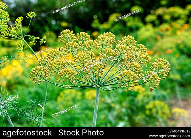dill inflorescences close-up in the garden outdoors
