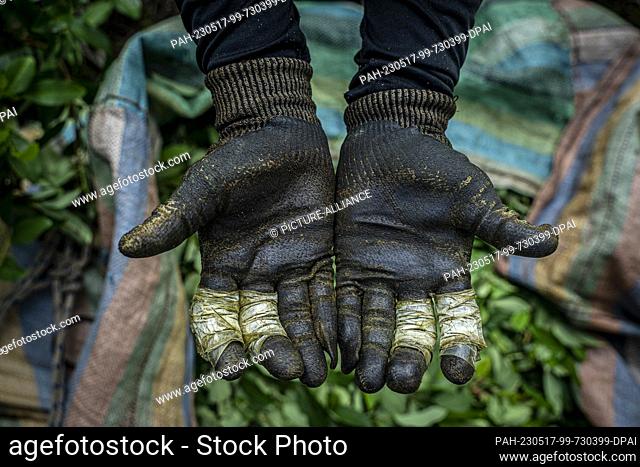 12 May 2023, Colombia, Llorente: A worker shows the gloves and tape he uses to protect his hands while harvesting coca leaves