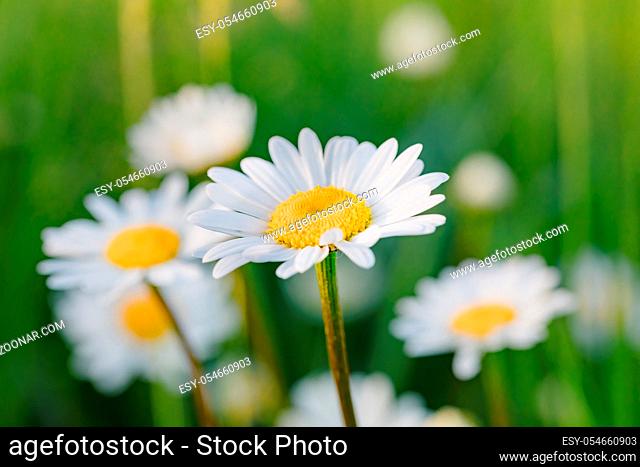close up of white marguerite flowers in meadow. Flower is also called ox-eye daisy, oxeye daisy or dog daisy
