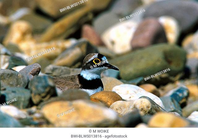 little ringed plover Charadrius dubius, breeding, Germany, North Rhine-Westphalia