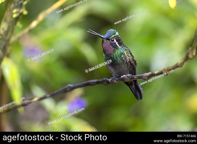 Purple-throated nymph (Lampornis calolaemus), male, Monteverde rainforest, Costa Rica, Central America
