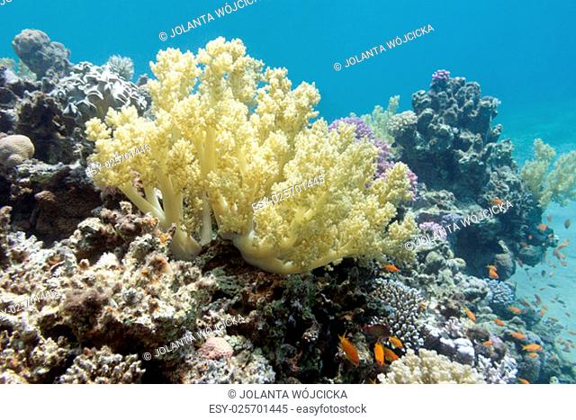 coral reef with yellow broccoli coral at the bottom of tropical sea