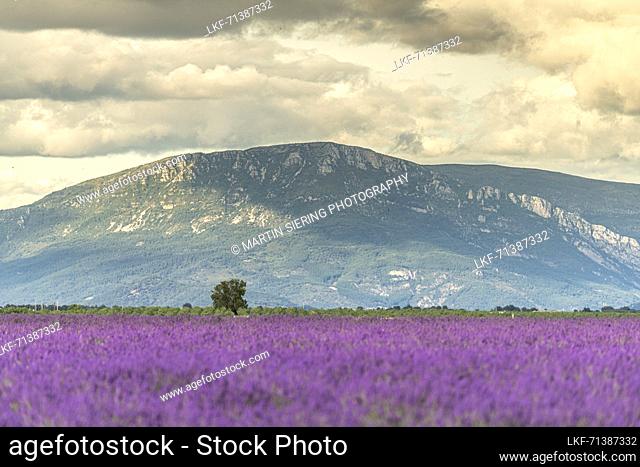 Fields of lavender in bloom on the Valensole plateau with mature tree standing solo