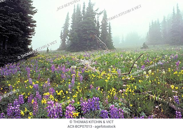 Morning mist in alpine meadow  Blackwall Peak, Manning Provincial Park, British Columbia, Canada