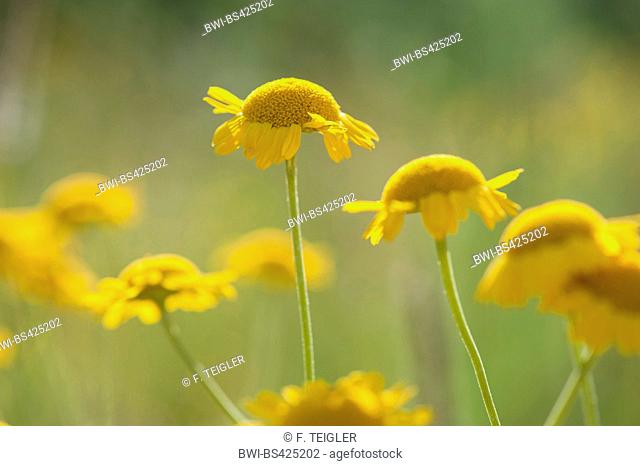 Yellow chamomile, Dyer's chamomile, Golden Marguerite, Ox-Eye Chamomile (Anthemis tinctoria), blooming, Germany