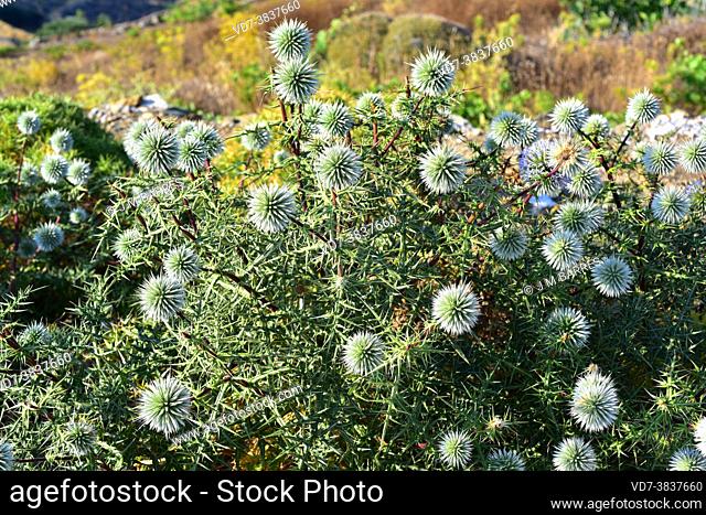 Great globethistle (Echinops sphaerocephalus) is a perennial plant native to southern Europe and western Asia. This photo was taken in Folegandros Island