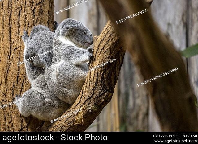 19 December 2022, North Rhine-Westphalia, Duisburg: Two young koalas lie together in a branch fork, female Yunga on the left, male Erlinga on the right