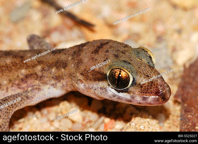 Tornier's half-fingered gecko