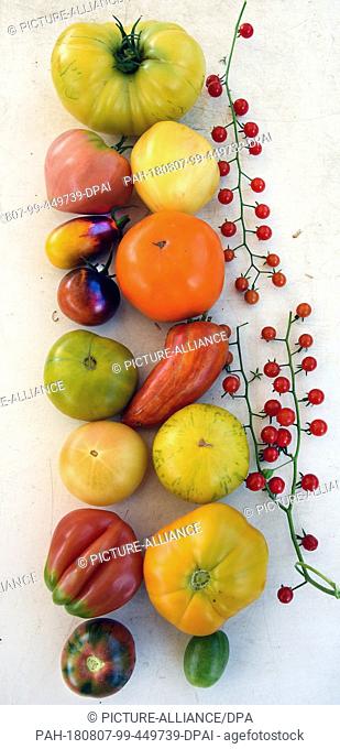 02.08.2019, Latdorf: In the Schmidt nursery in Latdorf near Bernburg, freshly harvested tomato varieties are on a table. The variously coloured fruits belong to...