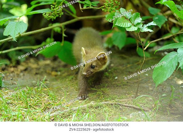 Close-up of a European pine marten (Martes martes) youngster in a forest in early summer
