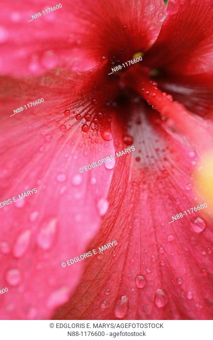 Close-up of chinese hibiscus, Hibiscus rosa sinensis