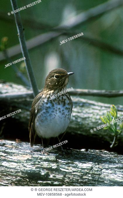 Swainsonis Thrush - adult in May (Catharus ustulatus). Long Point, Canada