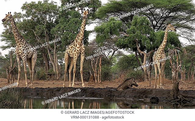 South African Giraffe, giraffa camelopardalis giraffa, Group at Water Hole, Near Chobe River, Botswana, Real Time