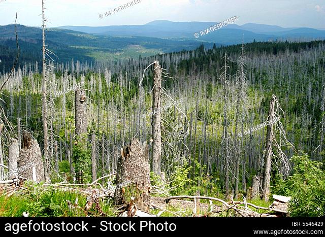 Forest dieback on the Lusen, Bavarian Forest, Bavaria, Germany, Europe