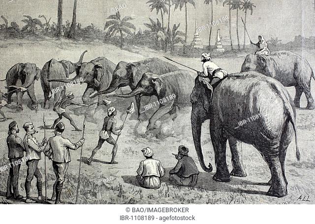 Training elephants in British Burma, steel engraving