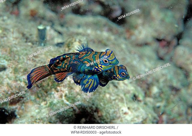 Mandarinfish, Synchiropus splendidus, Pacific ocean Borneo Mabul, Malaysia