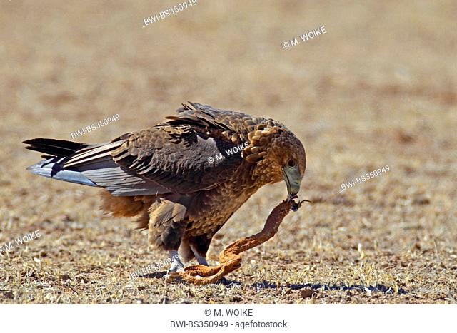 Bateleur, Bateleur eagle (Terathopius ecaudatus), immature bateleur eating a dead snake, South Africa, Kgalagadi Transfrontier National Park